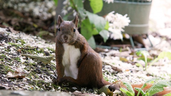 squirrel at botanical garden berlin