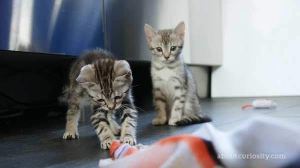 kitten