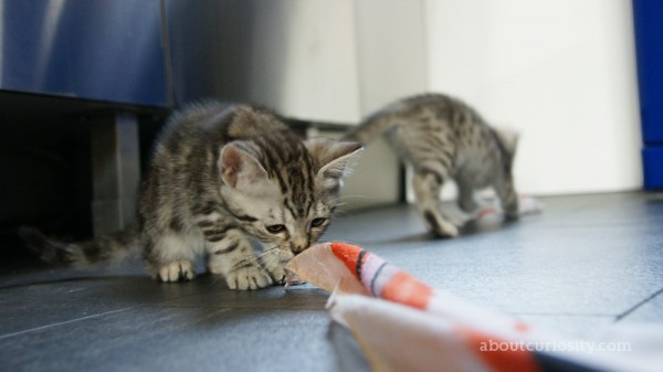kitten
