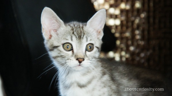 kitten