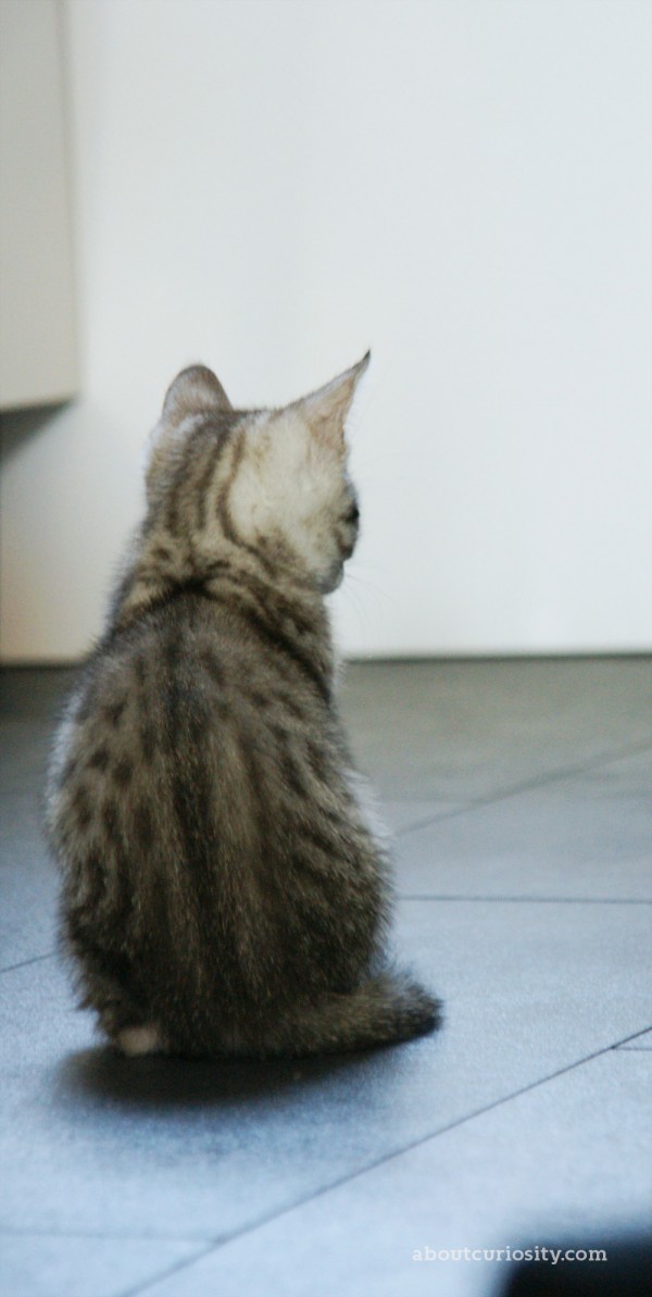 kitten