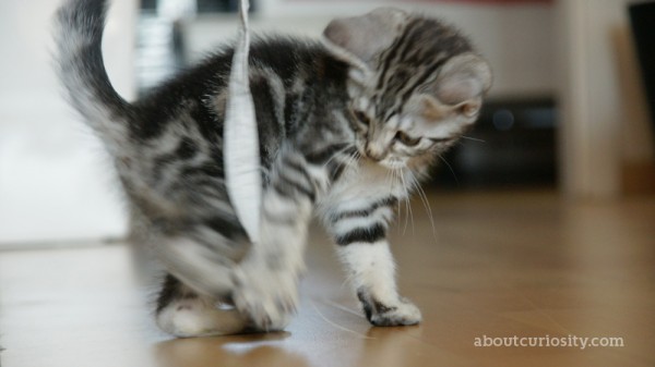 kitten