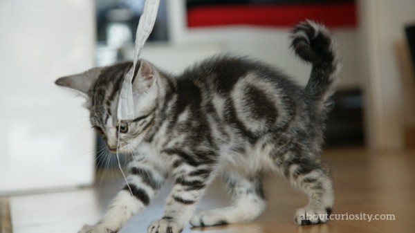 kitten