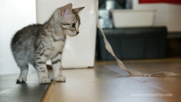 kitten