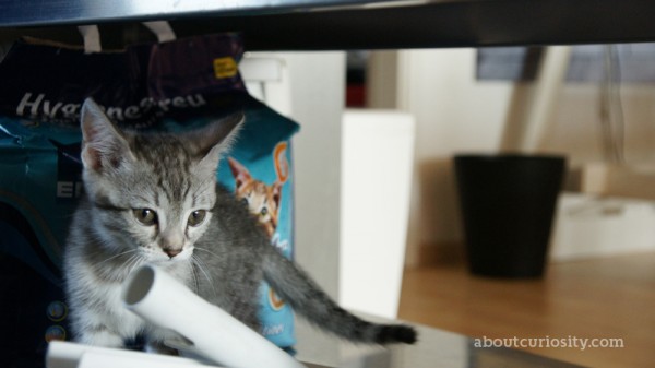 kitten