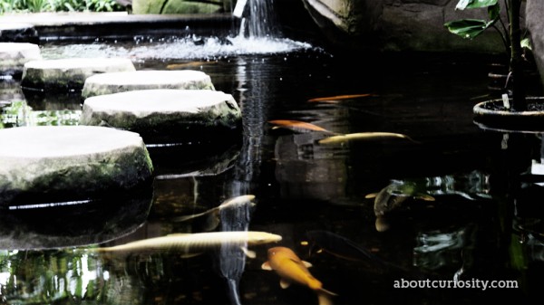 pond with koi fishes at botanical garden berlin