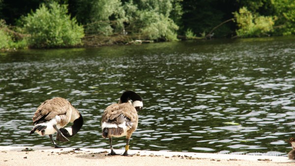 baby swan in berlin wannsee