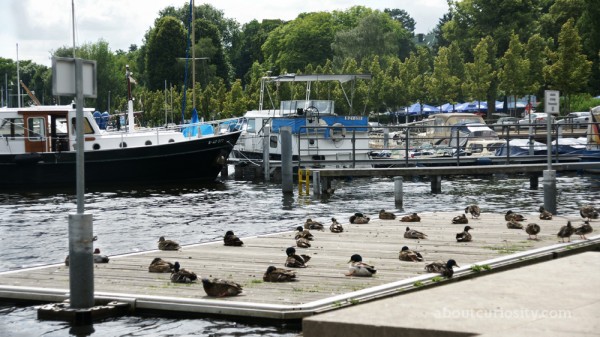 ducks sunbathing at berlin wannsee kladow