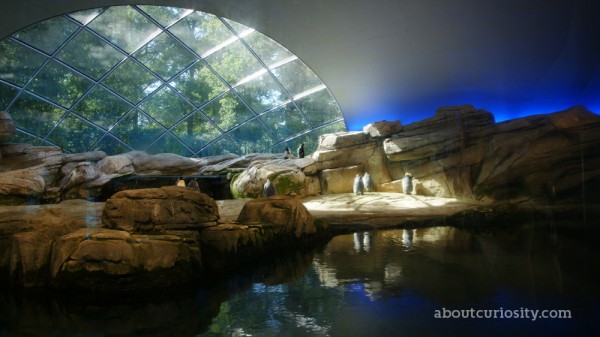 penguin house in the zoological garden of berlin