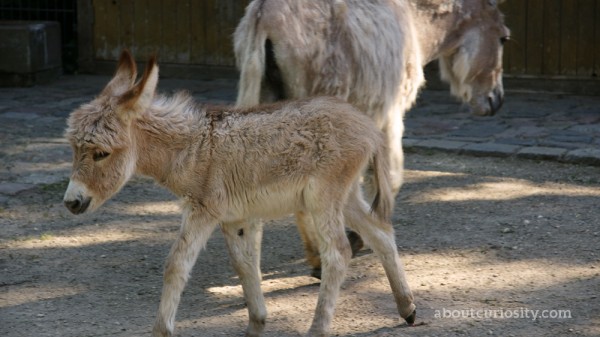 baby donkey in the zoological garden of berlin