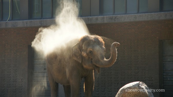 elephant tanja in the zoological garden berlin