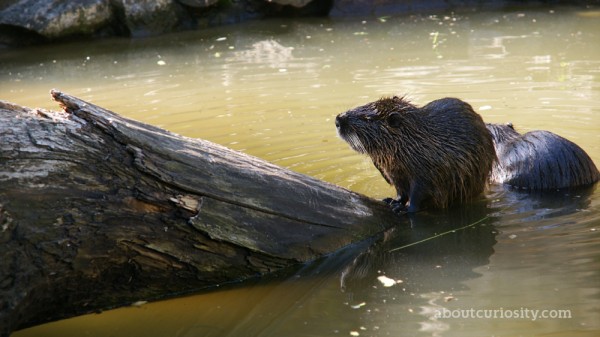 beaver in the zoological garden of berlin