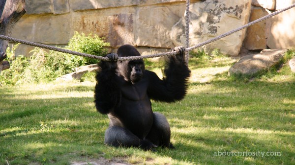 a gorilla showing off in the zoological garden of berlin