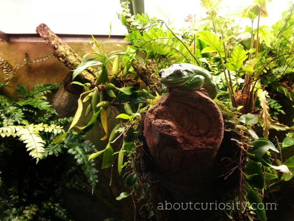 aquarium berlin toad