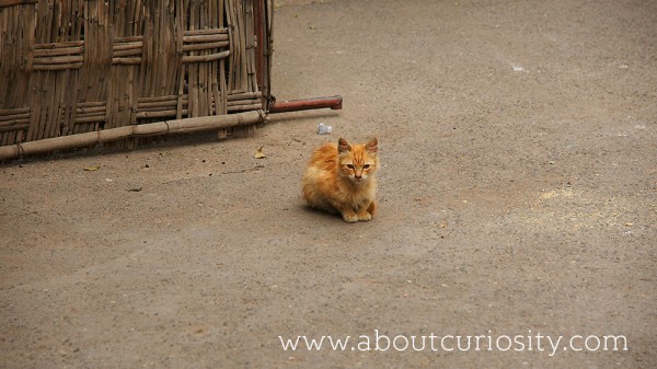 ginger kitten