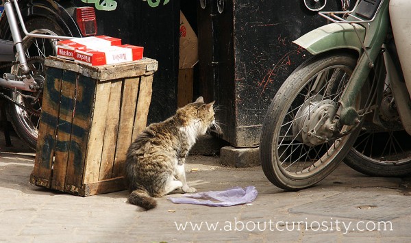 street cat