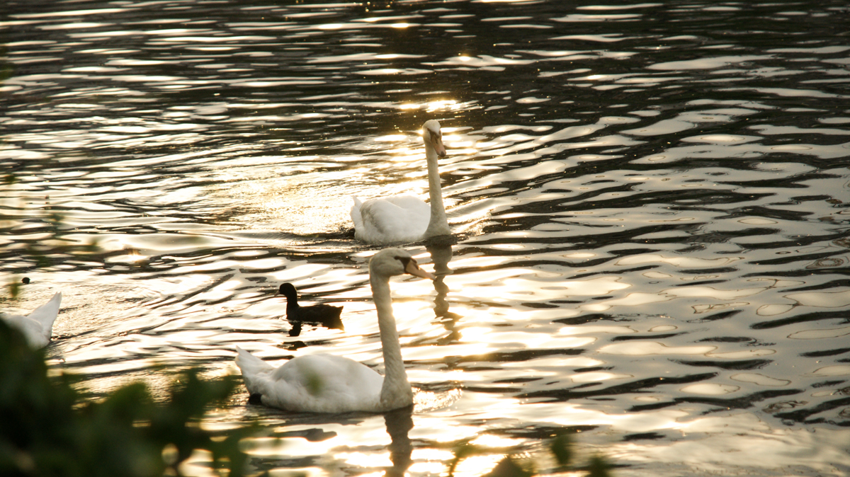 sunset with swans