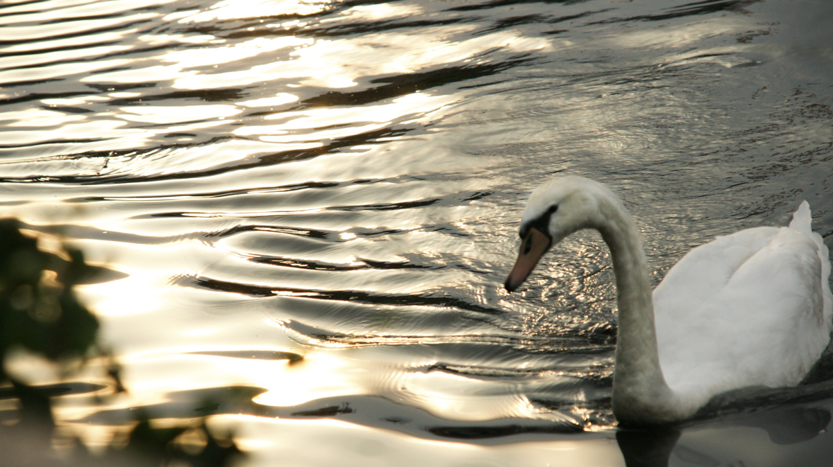 swans berlin